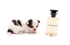 Lilly Nelly Extreme Short Muzzle White Chocolate Girl
