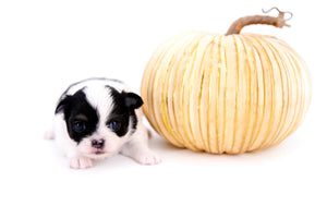 Latte SC Extreme Short Muzzle LC Boy