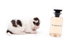 Lilly Nelly Extreme Short Muzzle White Chocolate Girl