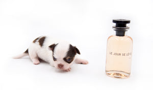Lilly Nelly Extreme Short Muzzle White Chocolate Girl