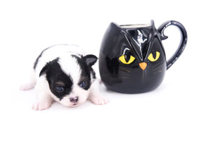 Latte SC Extreme Short Muzzle LC Boy