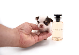 Lilly Nelly Extreme Short Muzzle White Chocolate Girl