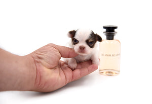 Lilly Nelly Extreme Short Muzzle White Chocolate Girl