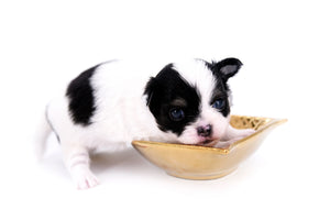 Latte SC Extreme Short Muzzle LC Boy