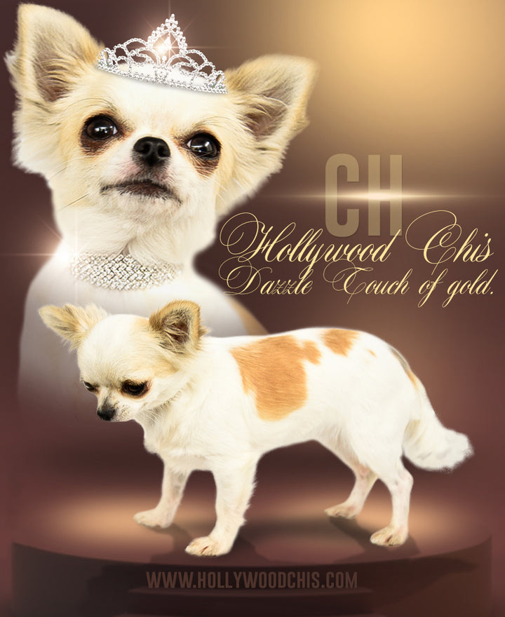 CH Touch of Gold