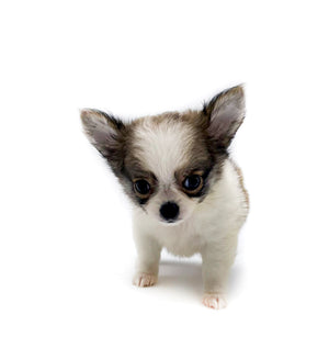 Panda Sally LC Girl