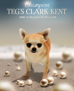 CH Teg's Clark Kent