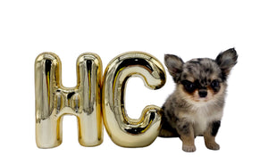 Chanel Micro Blue Merle Girl