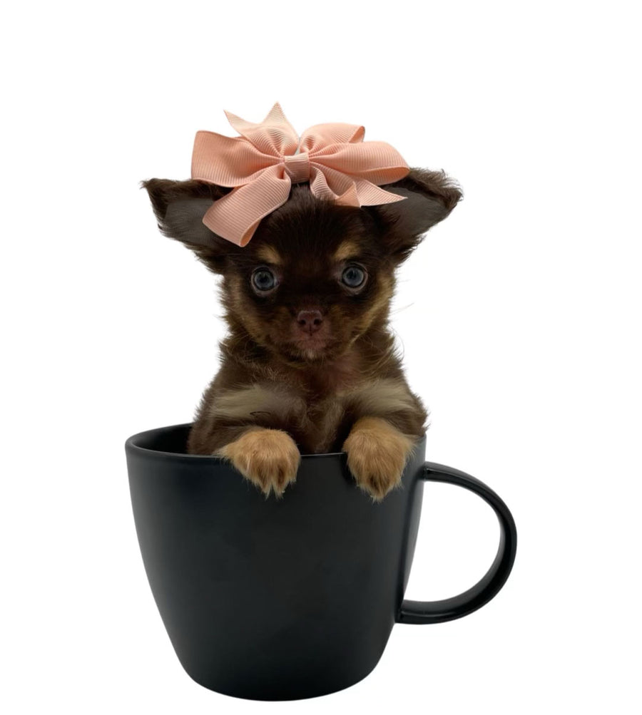 Lori LC Chocolate Girl