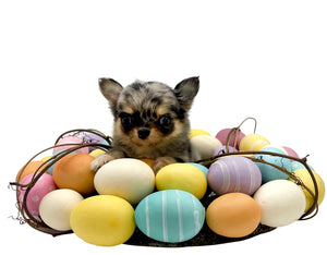 Chanel Micro Blue Merle Girl