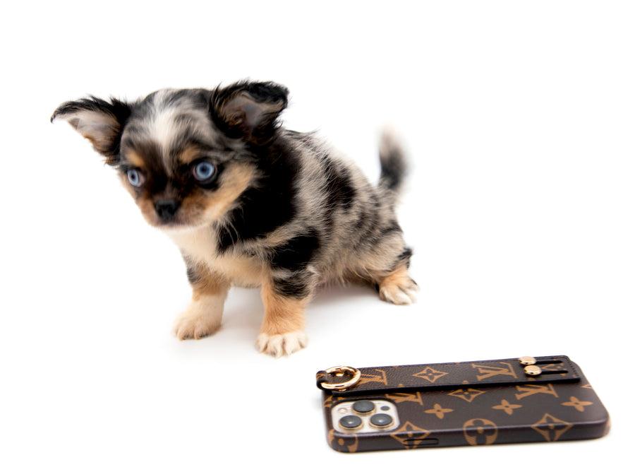 Alma Micro Blue Merle Boy